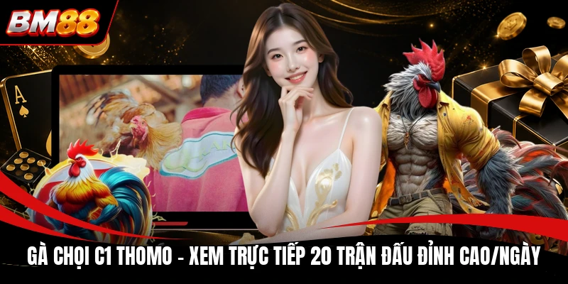 Gà Chọi C1 Thomo | Xem Trực Tiếp 20 Trận Đấu Đỉnh Cao/Ngày